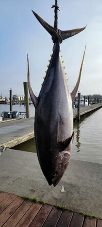 Southern Catch Outfitters 1 image 1